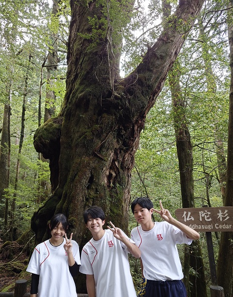 ヤクスギランド２