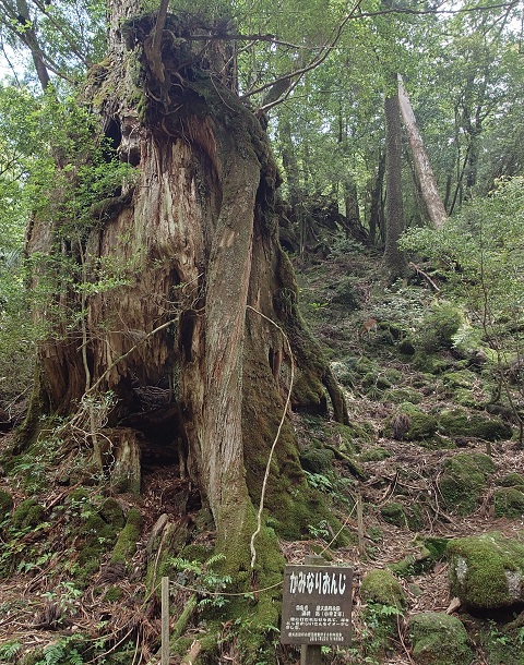 登山５