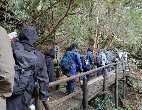 ヤクスギランド1 ヤクスギランド1