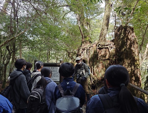 ヤクスギランド2 ヤクスギランド2