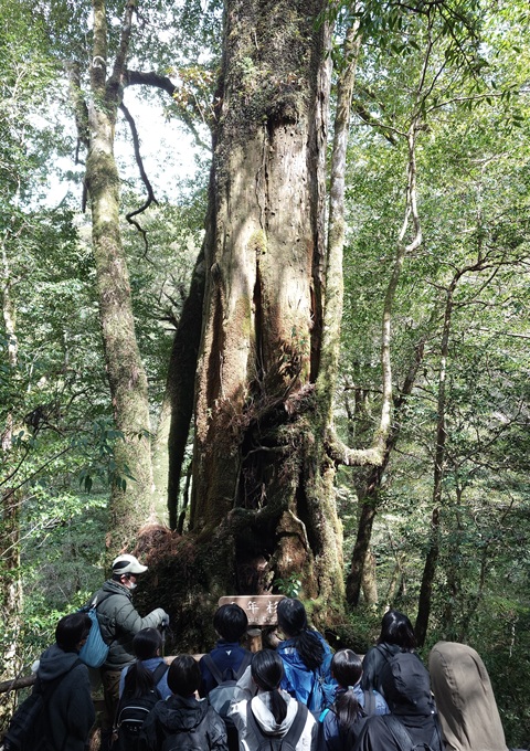 ヤクスギランド3 ヤクスギランド3