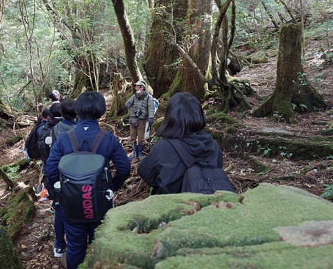 ヤクスギランド5 ヤクスギランド5